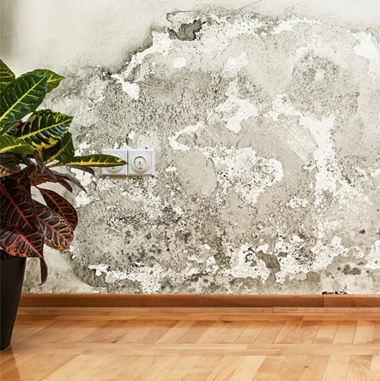 Water Damage Restoration Canyon Lake
