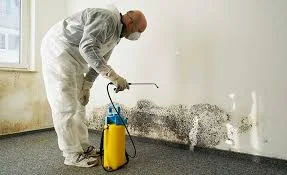 Why Choose EZ Plumbing USA for Mold Remediation Services?